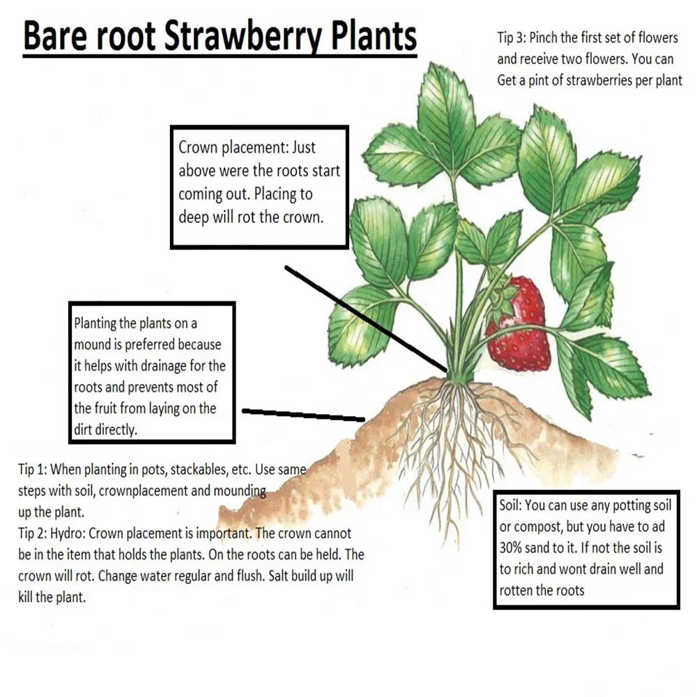 San Andreas Everbearing 100 Live Strawberry Plants, NON GMO,