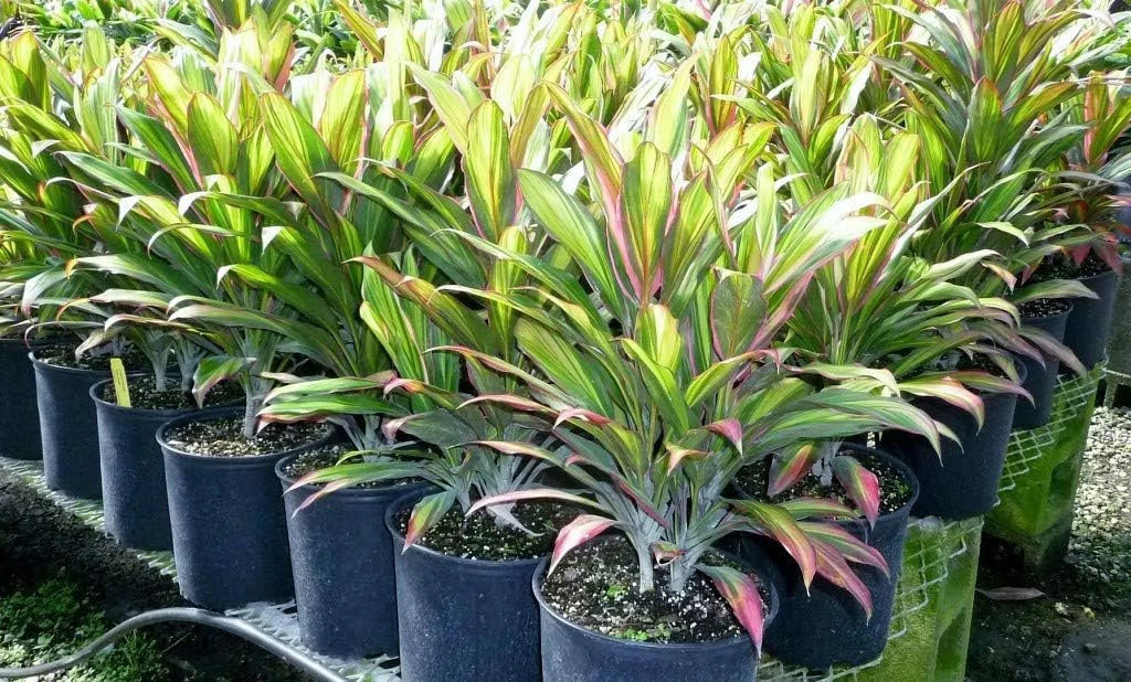 Cordyline Kiwi Ti Plant - Live Plant in an 10 1 inch Growers Pot - Cordyline Fruticosa 'Kiwi' - Florist Quality Beautiful Indoor Outdoor Air Purifying Houseplant