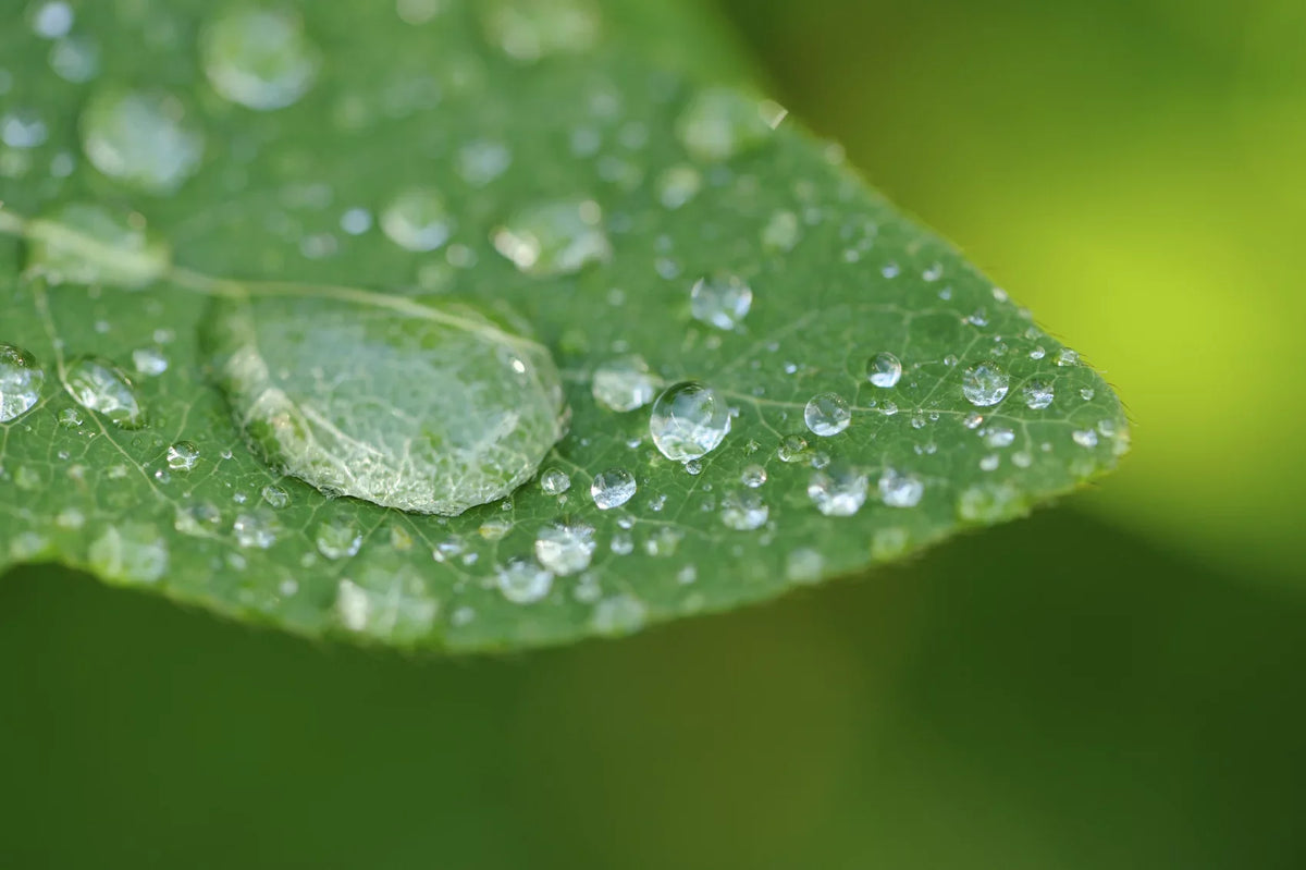 Olympus PEN E-PL7 10x High Definition 2 Element Close-Up (Macro) Lens (58mm)