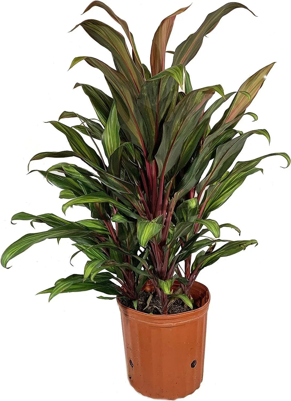 Cordyline Kiwi Ti Plant - Live Plant in an 10 1 inch Growers Pot - Cordyline Fruticosa 'Kiwi' - Florist Quality Beautiful Indoor Outdoor Air Purifying Houseplant