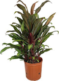 Cordyline Kiwi Ti Plant - Live Plant in an 10 1 inch Growers Pot - Cordyline Fruticosa 'Kiwi' - Florist Quality Beautiful Indoor Outdoor Air Purifying Houseplant