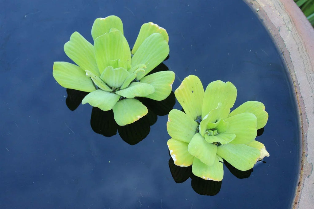 5 Premium Water Lettuce - Easy Live Floating lake Plants for Water Gardens and Aquariums
