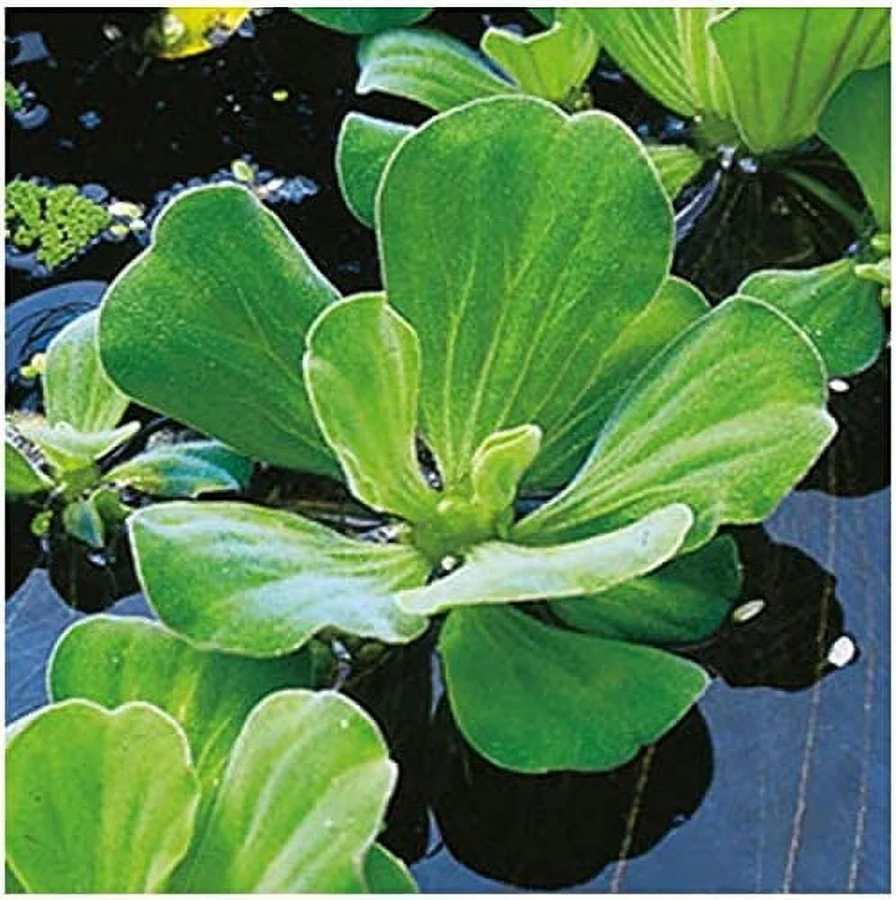 5 Premium Water Lettuce - Easy Live Floating lake Plants for Water Gardens and Aquariums